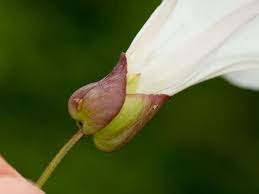 Image result for Convolvulus goyderi