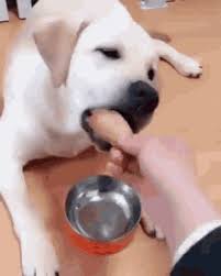 Funny baby images funny pictures for kids funny animal pictures funny kids american funny videos funny dog videos expired dns hosting services | dns made easy. Funny Eating Gifs Tenor