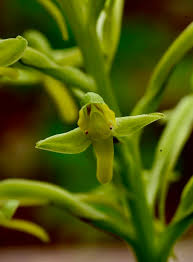 Image result for Sorghastrum fuscescens