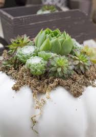 Shredded sphagnum moss is an ideal medium for seed germination. A Diy Pumpkin Succulents Centerpiece