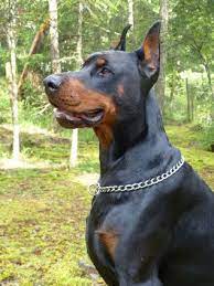 Doberman & company is home to beautiful, large, confident akc european champion bloodline doberman pinschers. Male European Dobermans European Doberman Stud Ckc Doberman Breeders European Doberman Doberman Dogs Doberman