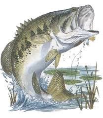 Bass Images Of Fish Offers Great Places To Bass Fish As Catch And Keep Season Opens Image Of Fish Fish Drawings Bass Fishing Pictures