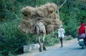 An arabian anecdote told of a camel whose owner loaded the. February 2010 Brandonzin S Weblog