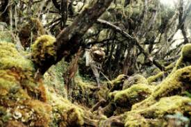 Image result for Erica kingaensis