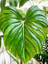 Philodendron Pastazanum Urbn Tropic