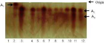 Image result for Sesamum calycinum