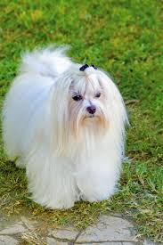 A View Of A Small Young And Beautiful Maltese Show Dog With Long White Coat Standing On The Lawn Maltese Dogs Ha In 2020 Maltese Maltese Dogs Teacup Puppies Maltese