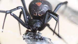 Close Female Redback Spider Black Widow Stock Footage Video 100 Royalty Free 1022068213 Shutterstock