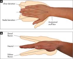 The Rheumatological System Basicmedical Key Anatomical snuff box—a report of two cases. the rheumatological system