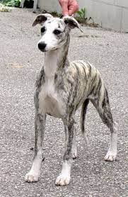 Forgetmenot Joska Nemesis Whippet Puppies Whippet Dog Beautiful Dogs