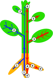 Stem cell function during plant vascular development. The Plant Vascular System Evolution Development And Functionsf Lucas 2013 Journal Of Integrative Plant Biology Wiley Online Library