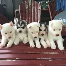 Alaskan malamute berbagi kemiripan dna dengan jenis anjing lainnya, seperti anjing greenland, siberian husky, canadian eskimo dan samoyed. Instagram Photo By Siberian Husky Jul 27 2016 At 1 26pm Utc Siberian Husky Puppies Siberian Husky Husky