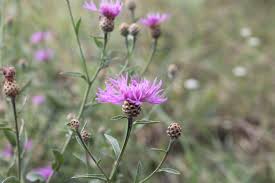 Image result for Emilia jeffreyana