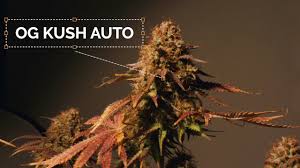 Buy feminized seeds, regular seeds, and autoflowering seeds from 129 top breeders at bargain prices. Seedstockers Review The Best Cannabis Seed Bank Genetics Home Grow Tv Youtube