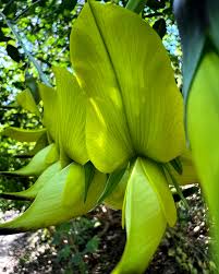 Image result for Crotalaria agatiflora
