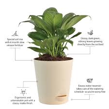 Can you use a peace lily as a pond plant? Peace Lily Plant Buy Peace Lily Plant Online At Best Price In India Ugaoo Com
