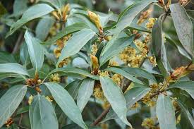 Image result for Actinodaphne