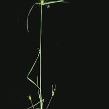 Image result for Cyperus nduru
