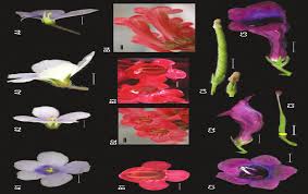 Image result for Streptocarpus myoporoides