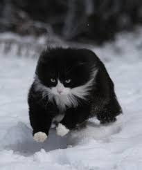 The resting heart rate refers to the heart rate when a person is relaxed. Careful Cardiology Approach Returns Feline Arrhythmia Patient To Full Health Cornell University College Of Veterinary Medicine