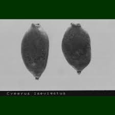 Image result for Cyperus laevigatus