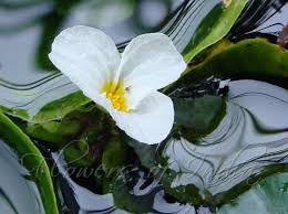 Image result for Ottelia