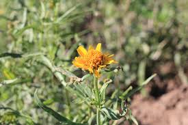 Image result for Pascalia glauca