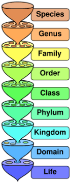 Scientific Classification Conservapedia