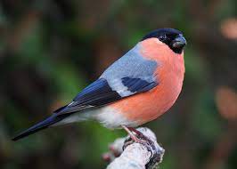 Männliche gimpel zitiing auf zweig, wintersaison. Eurasian Bullfinch Wikipedia