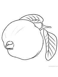 Guava Coloring Images Free Coloring Pages Free Coloring Pages Fruit Coloring Pages Please share my video and like, don't forget to subscribe. guava coloring images free coloring