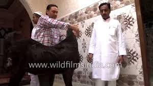 Peta (people for the ethical treatment of animals). Sacrificial Goat Readied For Slaughter During Id Ul Azha Youtube