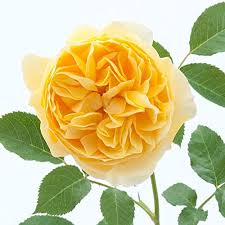 Loose memorial park, kansas city. David Austin English Roses Graham Thomas Buy Online In Andorra At Andorra Desertcart Com Productid 76789854