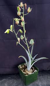 Image result for Albuca
