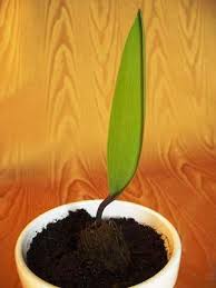 Image result for Eriospermum seineri