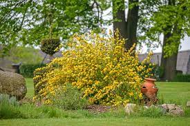 This heavy bloomer boasts two inch, deep yellow flowers. Kerria Japonica Pleniflora Japanese Kerria