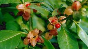 Image result for Withania somnifera