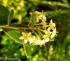 Image result for Maytenus