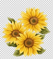 Watercolor Painting Common Sunflower Drawing Png Clipart Annual Disegno Di Girasole Girasoli Pittura Ad Acquerello
