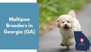 We did not find results for: 17 Maltipoo Breeders In Georgia Ga Maltipoo Puppies For Sale Animalfate