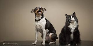 Mom don't forget to hire a pet sitter! Kansas City Metro Pet Sitting Rates