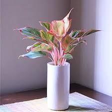 Check spelling or type a new query. Robot Check Chinese Evergreen Plant Chinese Evergreen Plants