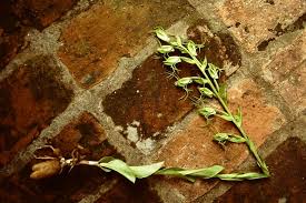 Image result for Habenaria tentaculigera