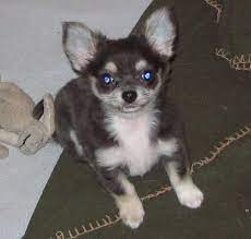 We Have A Chihuahua Husky Mix And This Dog Is The Closest In Appearance That I Could Find Of Him Our Dog Has One Blue E Chihuahua Chihuahua Love Husky Breeds