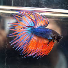 Live Betta Fish Male Big One Gorgeous Blue Orange Violet Crowntail Ct B3 Betta Fish Betta Betta Fish Tank