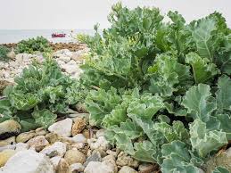 Image result for Brassica