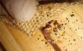 bed bugs underneath carpet image bed bugs bed bug control pest control