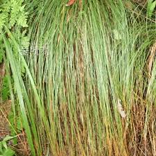 Image result for Lipocarpha nana