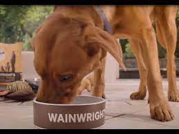 Pets At Home Wainwrights Adorable Cute Animals Pets Tv Adverts