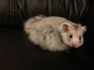 Teddy Bear Long Haired Hamster