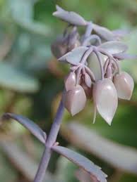 Kalanchoe Rosei World Of Succulents Blooming Succulents Succulents Coral Bells Plant